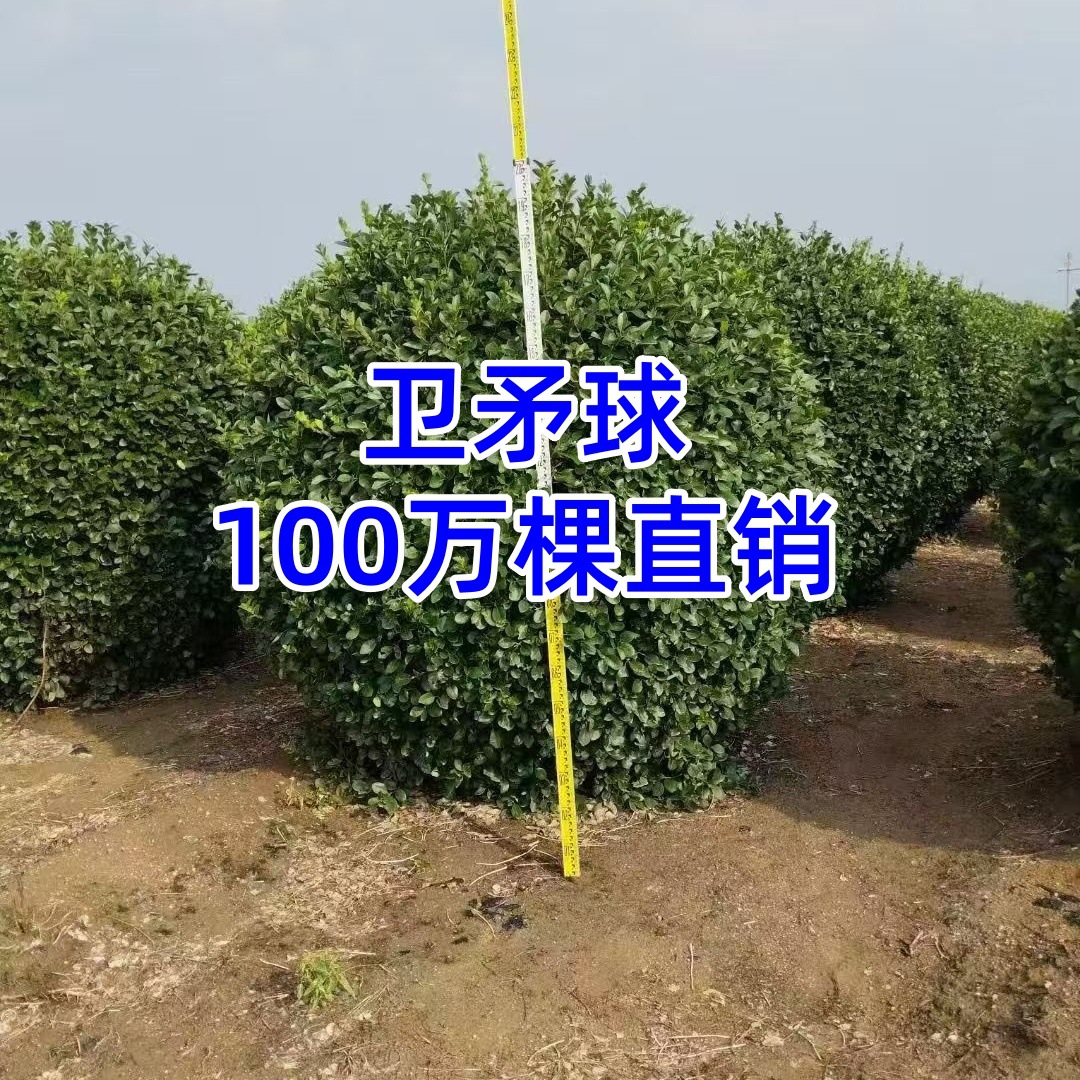 卫矛球胶东卫矛绿篱卫矛大杯苗小叶胶州卫矛冬青卫矛球扶芳藤球