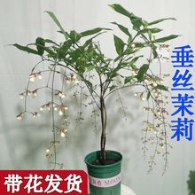 垂丝茉莉盆栽带花苞室内阳台绿植白蝴蝶四季开花稀有垂吊花卉植物