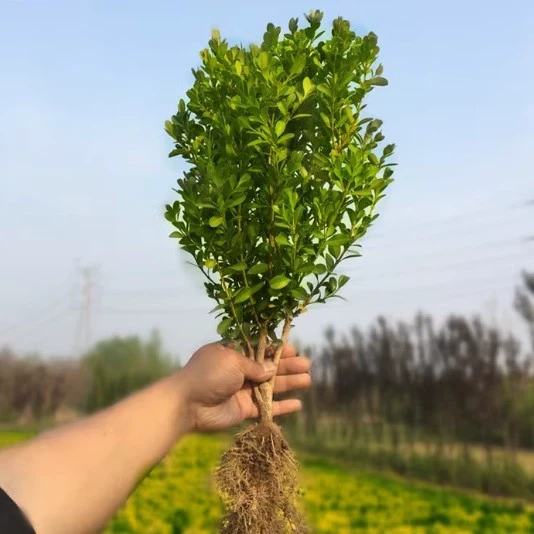 Саженцы самшита мелколистного вечнозелёные морозостойкие