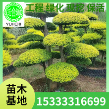 ����Ůؑ���͘����l�@�־G������ֲ�ﾰ�^�L����������Ůؑ���Θ�