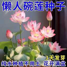 碗莲种七彩五颜六色水培花卉水养四季莲花荷花种莲藕绿植水培莲子