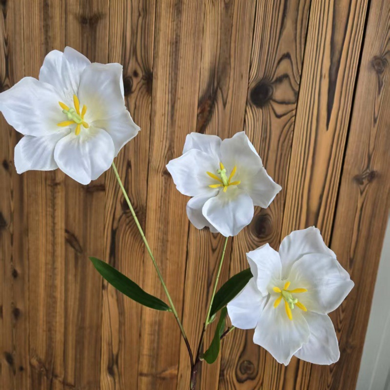 large flower tulip white