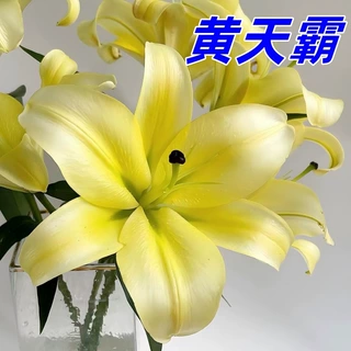 云南鲜花基地直批香水百合花鲜花批发花店拿货团购货源可一件代发