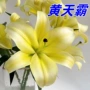 云南团购基地花店鲜花