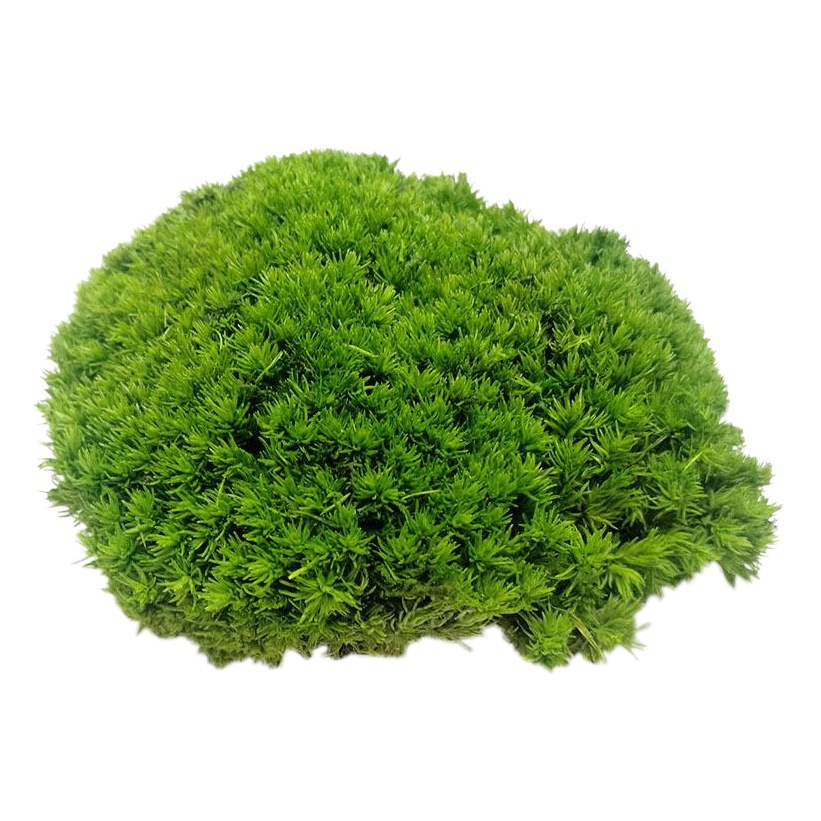 Musgo eterno planta pared cola curvada bloque de musgo vegetación musgo flor seca césped piel pluma grande musgo gris grande flor eterna musgo