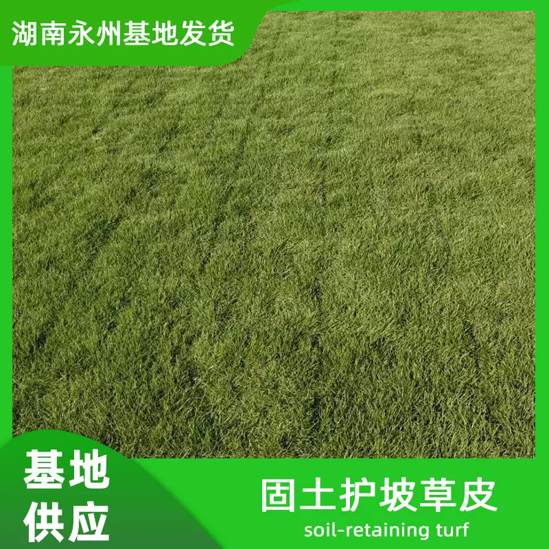 基地直供草皮四季青台果岭带土别墅草台湾毯草别墅毯草马尼拉草坪