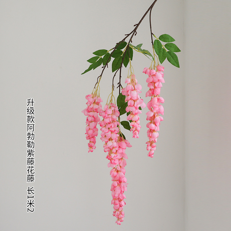 다섯 갈래 아버레 등나무 꽃 진한 분홍색