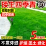 小区工程矮生绿化草籽