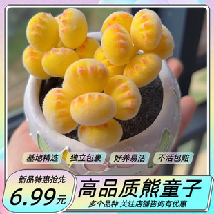 ��̖����ֲ����ͯ�ӻ���ف�Ⱥ�����F�߶��Ϙ��҃����Ի��ܾGֲ