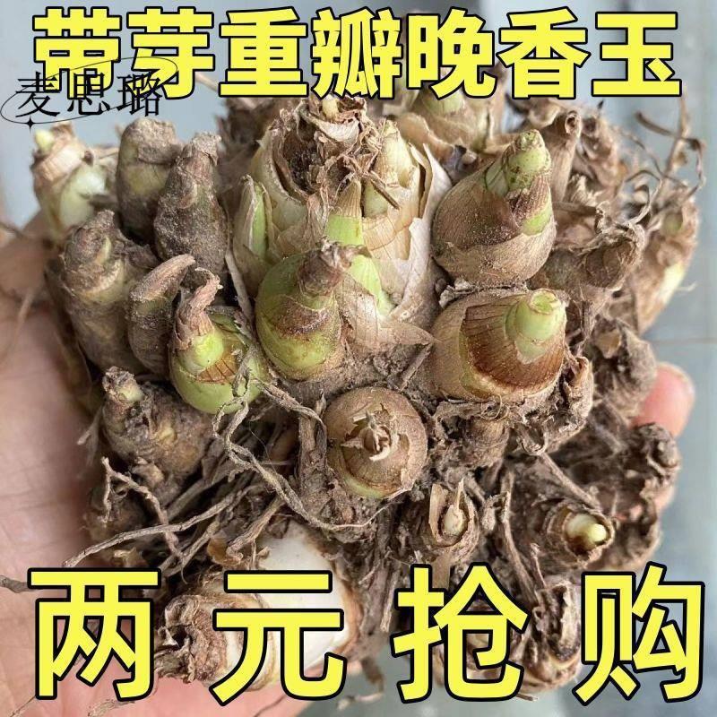 重瓣香水晚香玉种球大花浓香四季花卉耐寒盆地栽绿植懒人养不死花