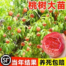 ˮҘ綬ҹϷ̨ԷNֲY޽ӻ