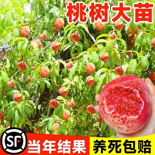 Peach Tree Fruit Seedlings, Winter Peach Nectarine Fruit Tree Fruit Seedlings, Southern Balcony Potted Planting, Current Year's Fruit Grafting Live Seedlings