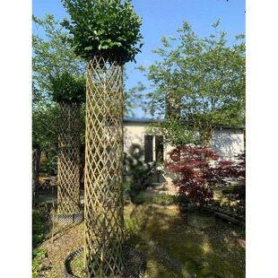 Crape Myrtle Pillars, Crape Myrtle Weaving Plants, Chengdu Garden Landscape, Greening Seedlings, Courtyard Style Plants and Trees