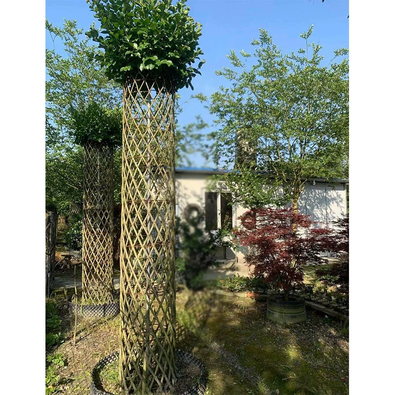 Столб лагерстроемии Лагерстроемия ткацкие растения Чэнду ландшафт озеленение саженцы моделирование двора растения цветы и деревья