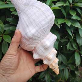 天然大海螺 天王法螺 赤旋海螺羊角螺法器响螺吹号收藏观赏摆件