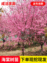 �ߗU���Ļ����紹�z�������Ļ���ֲ������ͥԺ�����ͺ��̓��L���l