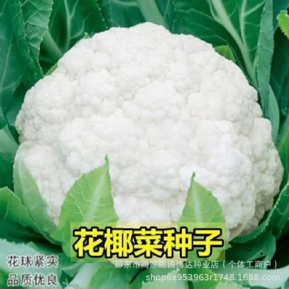 白花菜种子白仙子花椰菜籽松花菜高产耐热抗寒春夏秋有机蔬菜种子