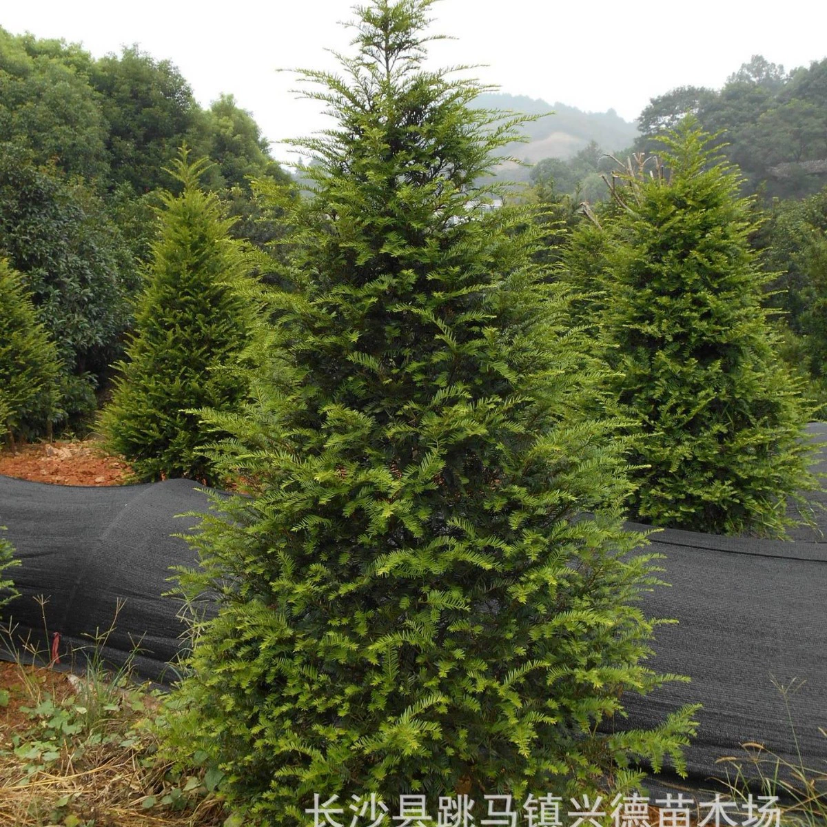 Оптовые саженцы ясеня Хунань, саженцы ясеня для бонсай, саженцы сорта Мандия, цена на зеленые саженцы ясеня