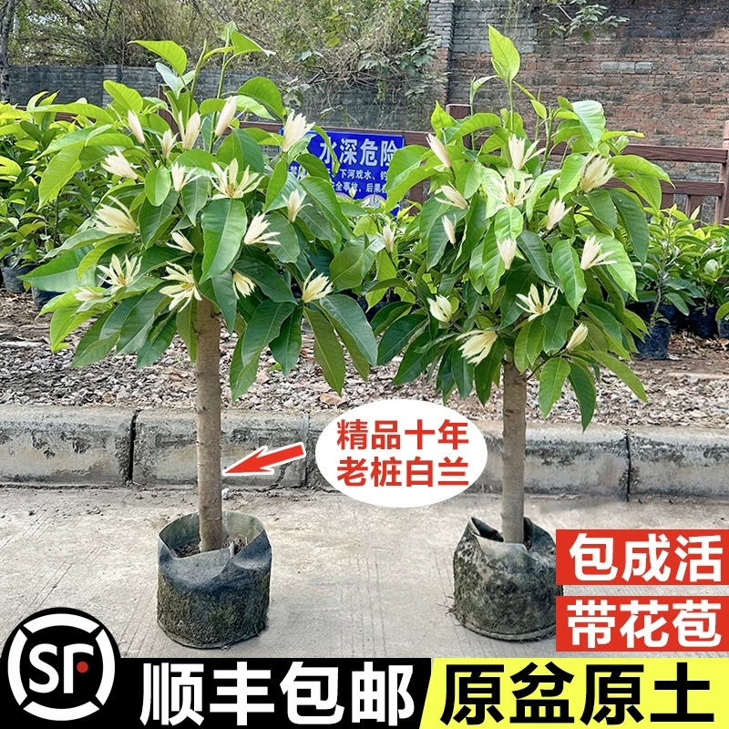 Белая орхидея в горшке, старый сучок, саженец магнолии, желтая роговая орхидея с бутонами, внутренний двор, сильный аромат, четырехсезонный цветущий цветок