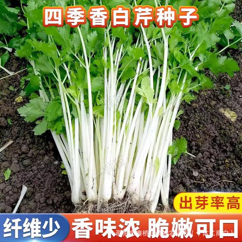 White coriander seeds, celery seeds, four-season coriander seeds, crisp and tender celery seeds, high-yield vegetable seeds White coriander seeds, celery seeds, four-season coriander seeds, crisp and tender celery seeds, high-yield vegetable seeds