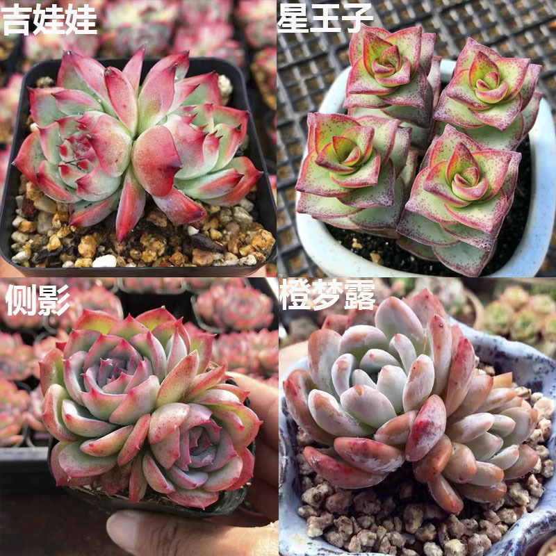 치와와 더블헤드 + 스타프린스 + 실루엣 더블헤드 + 오렌지 먼로 더블헤드 4-5cm (플라스틱 화분으로 배송 가능)