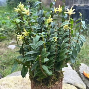 ��Uɽ�FƤʯ����Nֲ��ʳ�ÿ�����ʯ���m���@ˇ����ҾӾGֲ