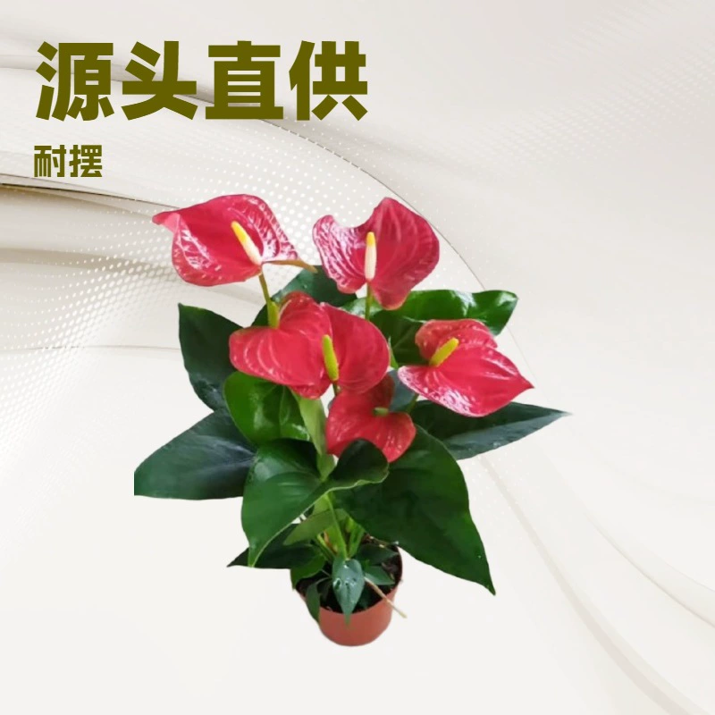 Производители источника поставляют Антуриум эритема Пино готовые горшечные растения 10 партий комнатных зеленых цветов в горшках оптом