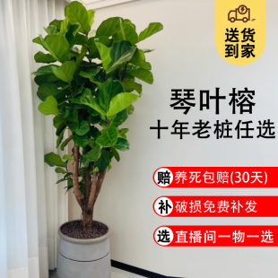 琴葉榕大型綠植發財樹客廳盆栽大客廳室內大植物喬遷新居禮物開業