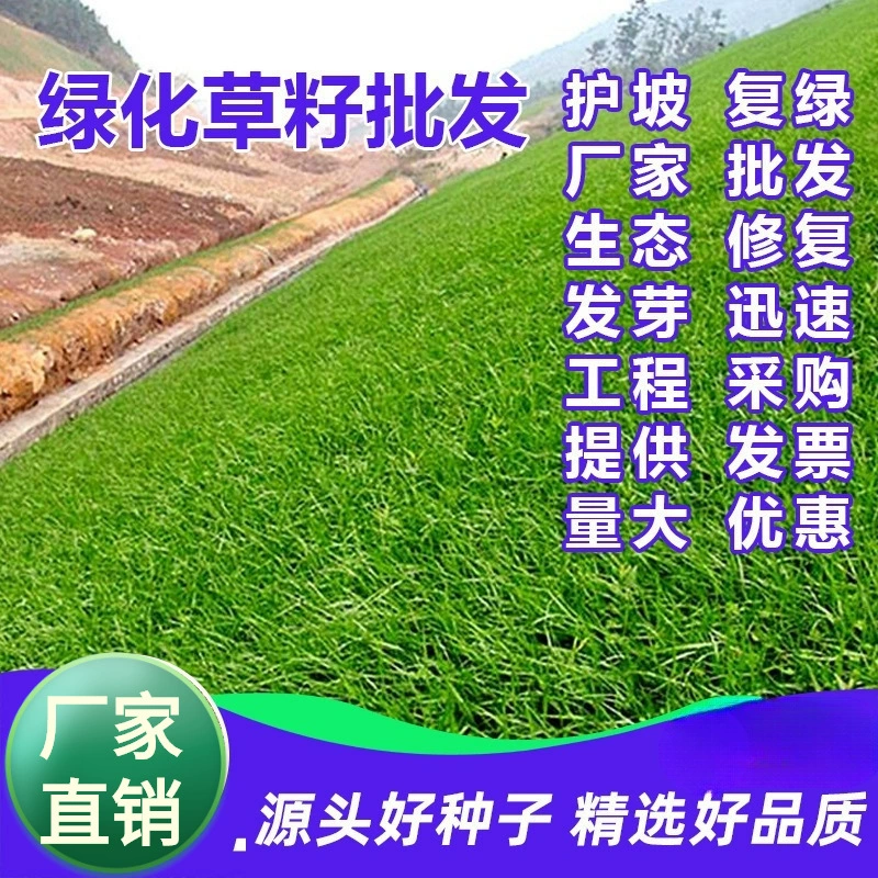 Фабрика оптовая защита семян травы зелень семян травы