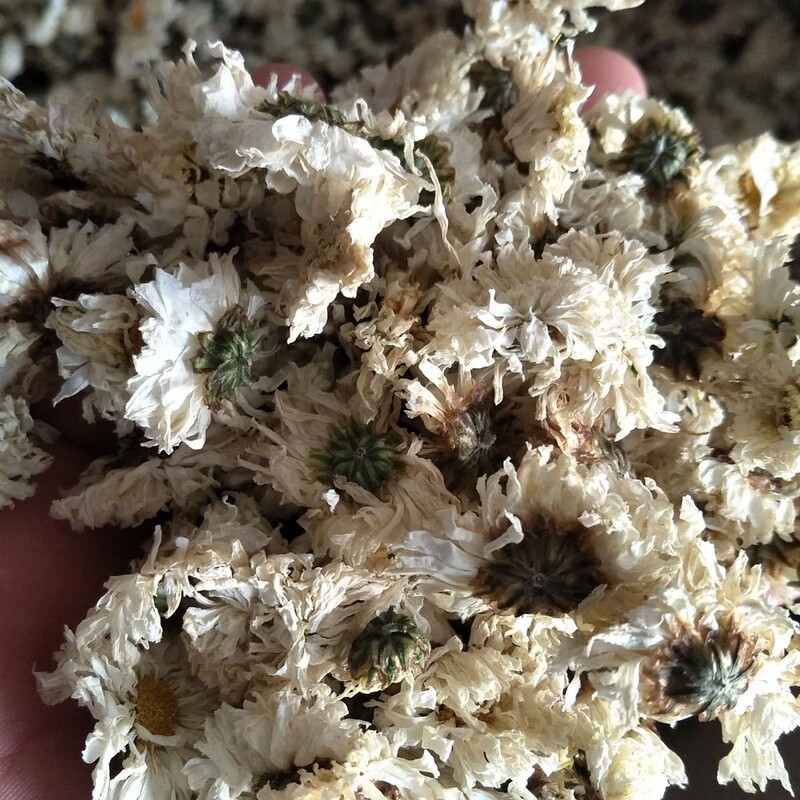 メーカー卸売り安徽黄山功菊源直供菊茶葉バラ白菊新商品七月菊茶|undefined