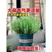 迷迭香苗盆栽可食用驱蚊植物香草薄荷苗水培花卉绿植物室内煎牛排