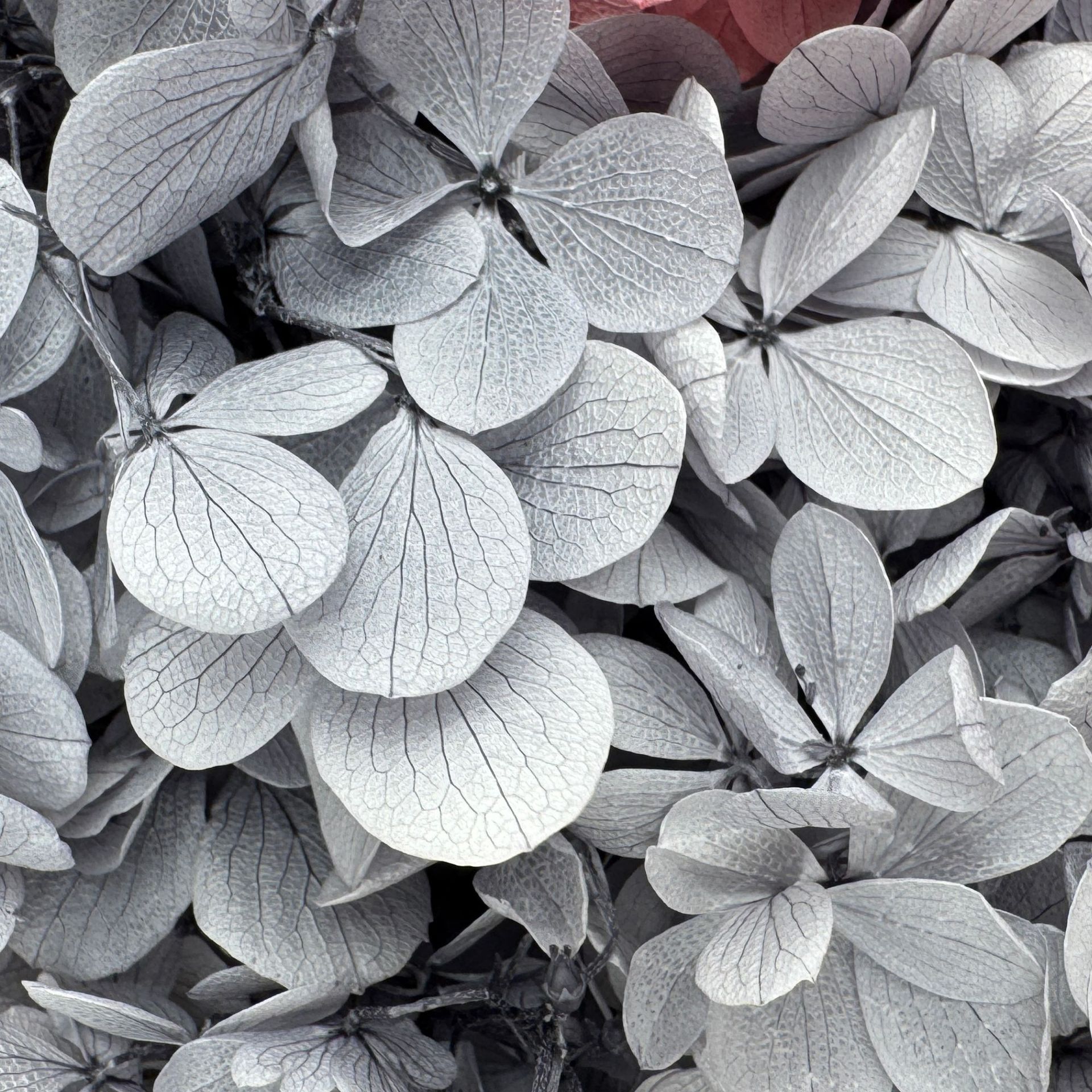 ✅ Flores secas flores eternas hortenida color gradiente material hecho a mano bolsa de calzado de boda cubierta de vidrio grupo de construcción de flores actividades