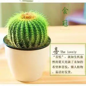 Plantas suculentas cactus plantas en maceta cactus de oficina planta en maceta cactus plantas en maceta flores en maceta