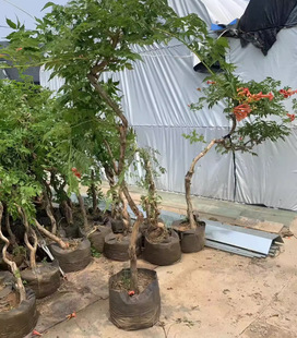Dropshipping Lingxiao Flower Seedlings Climbing Vine Plants Are Cold-Resistant and Heat-Resistant and Bloom in All Seasons. Firecracker Flower Seedlings Are Easy-To-Live Flower Plants for the Balcony