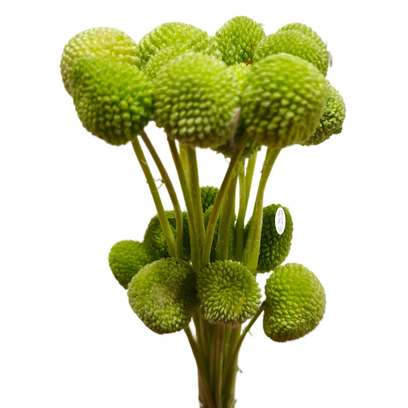 연한 녹색(20개/번들)