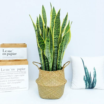 Орхидея «Тигровый хвост» с золотистыми краями, офисная гостиная, легко выращиваемое растение, зеленое растение в горшке, высокая и короткая орхидея «Тигровый хвост», легкий в уходе цветок.