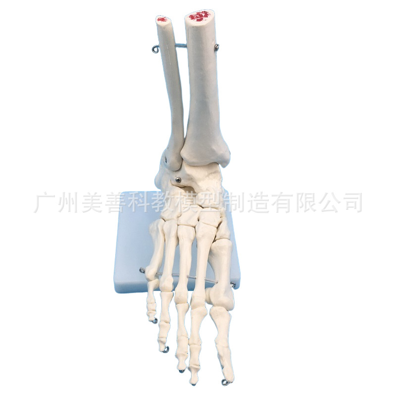 1:1足関節モデル足骨足関節自然大足骨足骨足骨解剖構造モデル