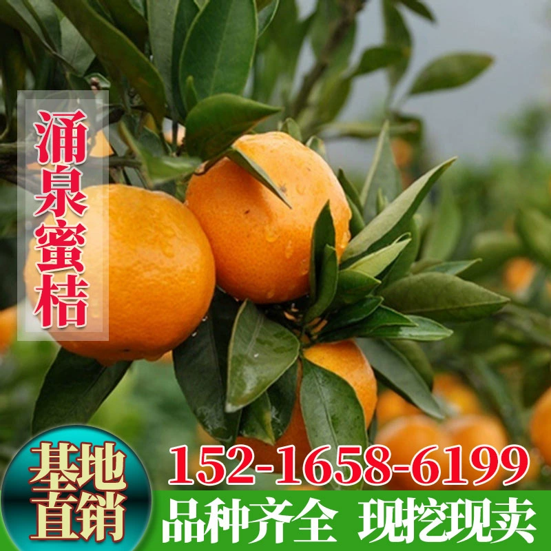 Наборные саженцы апельсинов, саженцы мёдового апельсина Yongquan, саженцы мандаринов без косточек, саженцы мёдового апельсина Yongquan, саженцы фруктов на севере и юге