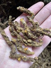 �Sɏ�B�ĺͼ�����Ĵ�Ұ�����uצ��֦Ƭ�ƟoȾ���Ѭ