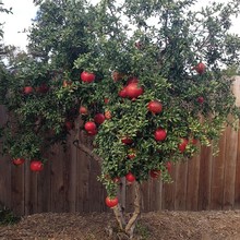 ʯ������ͻ��˹ܛ��ʯ��������ͥԺ�����ش����o����ʯ�����