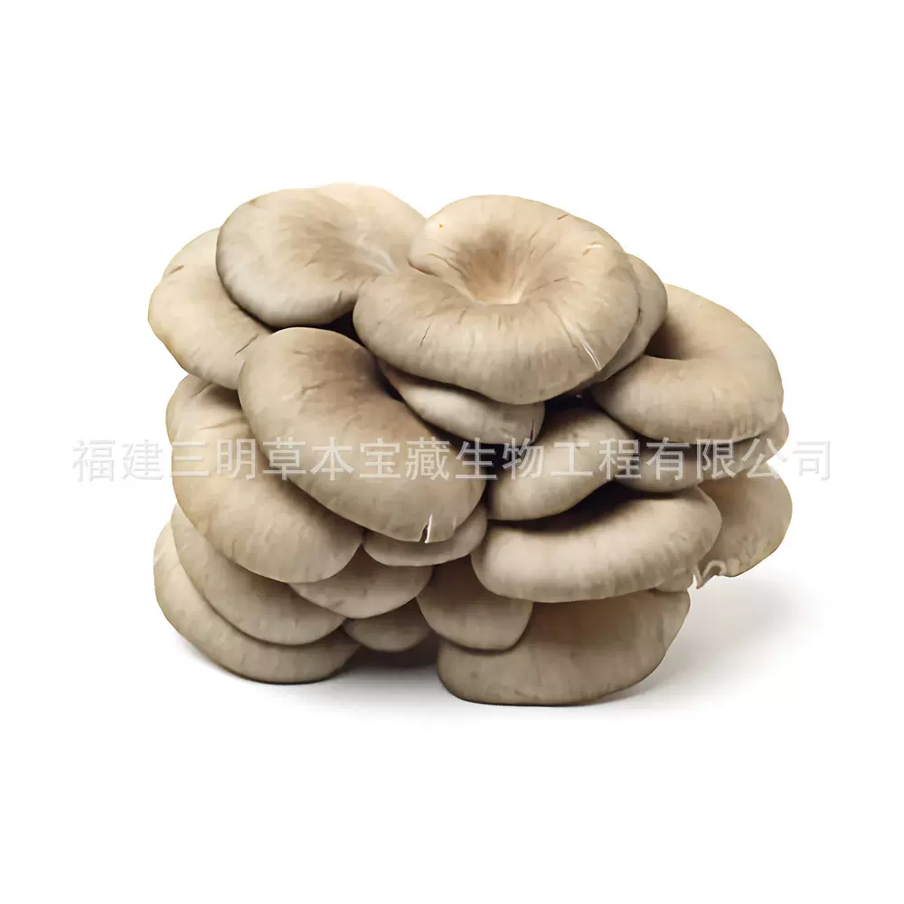 工厂现货平菇菌棒菌包子实体干货散装食用菌蘑菇剪根菌菇产地直发