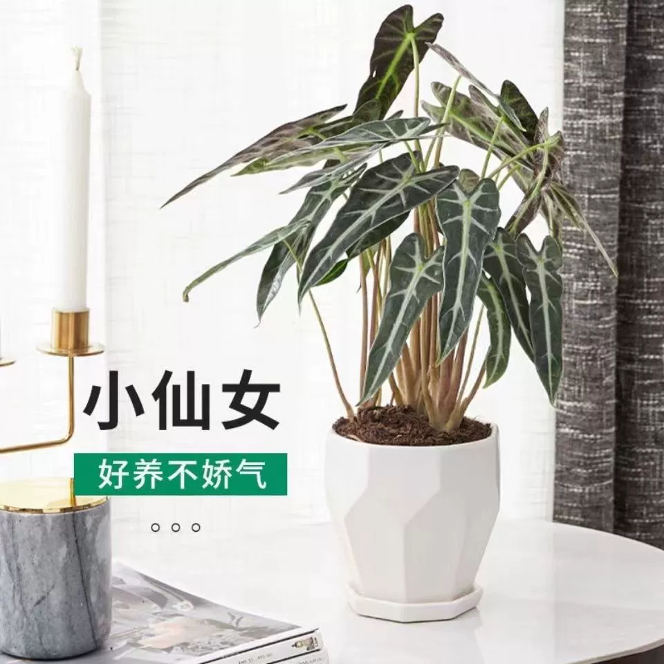Фея черный лист маранты в горшке маленькая Гуаньиньлянская комнатная Гостиная Офис Настольные Цветочные украшения для очистки воздуха