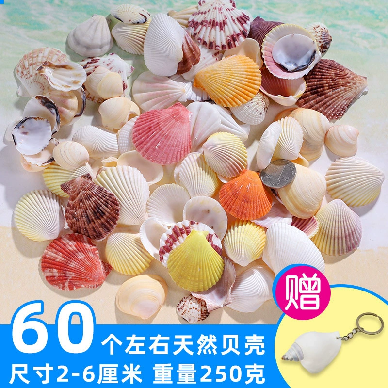 Organic aquarium with shells, aquarium decor, sample handmade