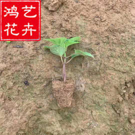一串红穴盘苗 山东青州大量供应各种规格一串红小苗 花卉穴盘苗