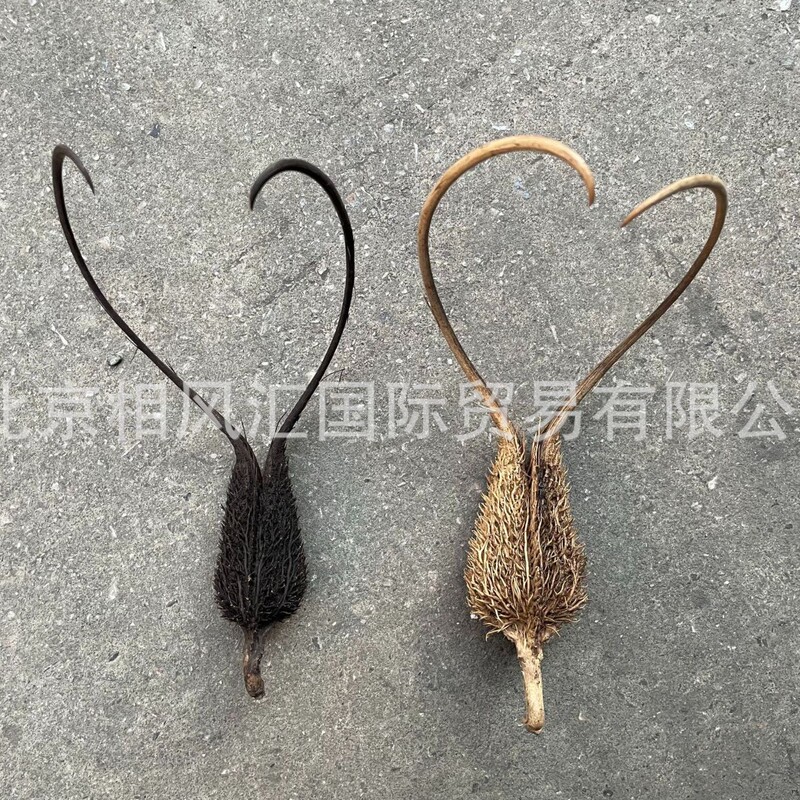 [Sheep Horn Flax] Devil's Claw Dried Fruit Dried Shell Seed Fruit Specimen Home Decoration Props Gift Photo Frame