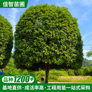 ���ϴ�𻨘�20���ֵ���G������¹𻨘����ļ��е��L�������