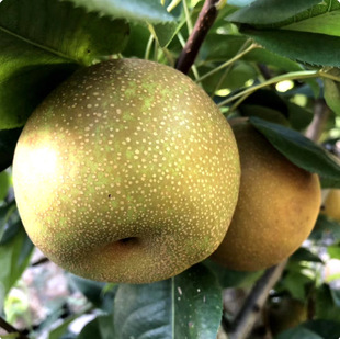 ������޽���������Sˮ���Ә��m���Ԯ���Y�������������