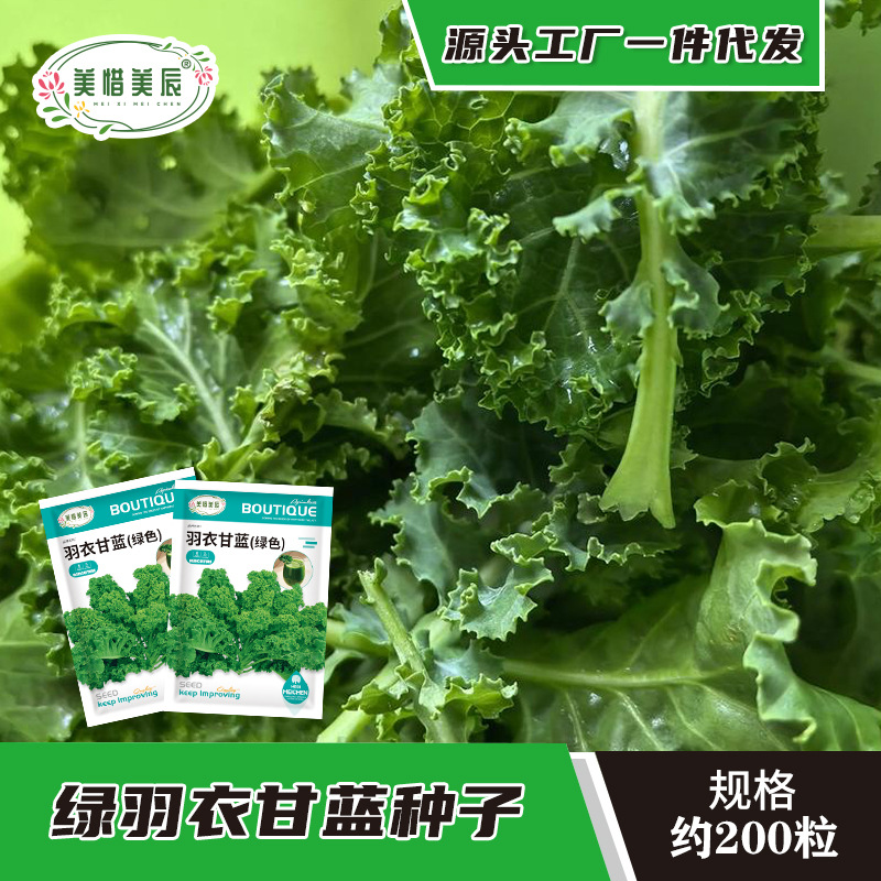 绿色羽衣甘蓝紫色羽衣甘蓝种籽观赏榨汁食用特菜蔬菜种子盆栽菜籽