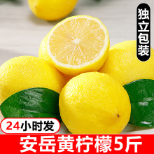 四川安岳黄柠檬新鲜水果当季整箱10皮薄一级香水甜青酸柠檬斤批发