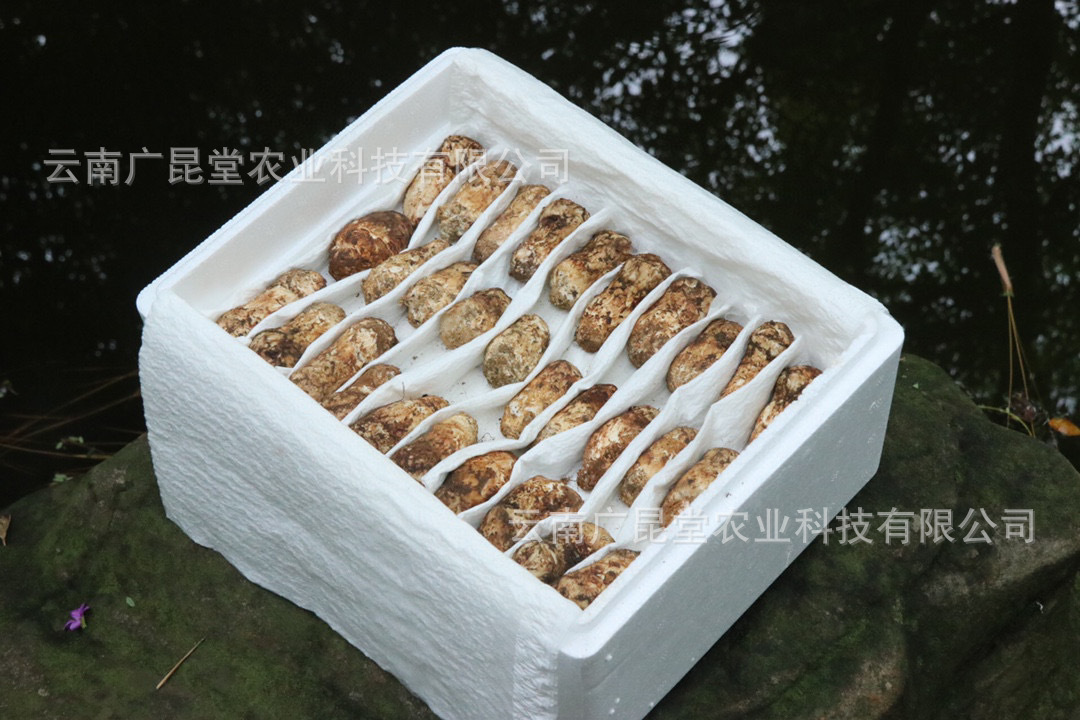 [얼리 어답터 팩 수출 등급] 3-5cm 신선한 송이버섯 500g/박스